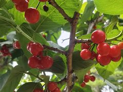 -樱桃山旅游景区