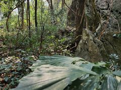 -中国科学院西双版纳热带植物园