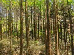 -罗田薄刀峰风景区
