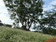 -张坝桂圆林公园