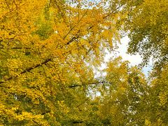 -三里屯东五街银杏大道