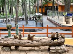 -北京野生动物园