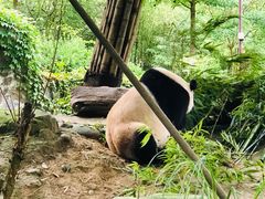 -都江堰中华大熊猫苑