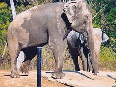 -清迈夜间动物园