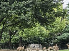 -上海野生动物园