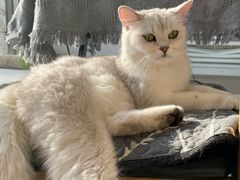 -平行世界·猫咖(首经贸店)