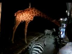 -清迈夜间动物园