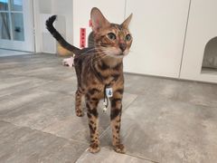-楼上猫咖(罗湖店)