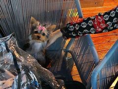 -翊宠yipet猫狗购宠庄园犬舍•猫舍