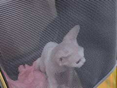 -宠爱国际动物医院· 猫科· 外科·中兽医(长白店)