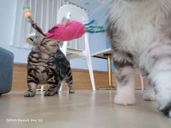 -喵宠乐园·撸猫互动·猫舍