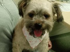 -安安宠医·安宠宠物医院