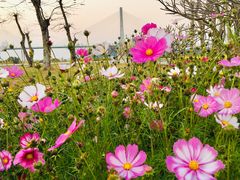 -芒洲湿地公园