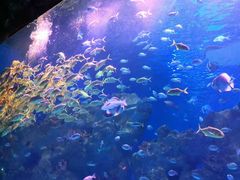 -芜湖新华联大白鲸海洋公园