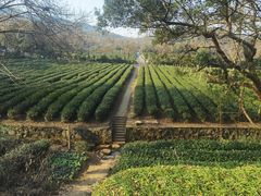-中国茶叶博物馆(双峰馆区)