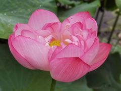 -陈家山荷花公园