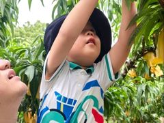 -老袁家蜜桃农场·阳山水蜜桃