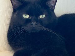 -有喵·猫咖·狗咖·30几只猫10只小狗(岗厦店)