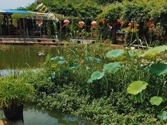 -同銮特种养殖场·龙虾垂钓