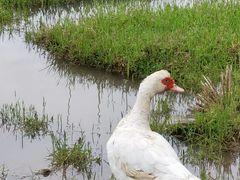 -吴系粤菜馆·茶餐厅(深业上城店)