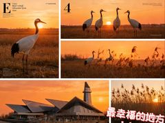 -盐城丹顶鹤湿地生态旅游区