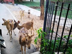 -清迈夜间动物园