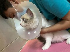 -北京观赏动物医院·24小时大型综合·猫专科·异宠专科