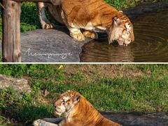 -济南野生动物世界