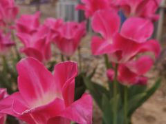 -南通洲际绿博园