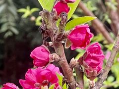 -深圳仙湖植物园