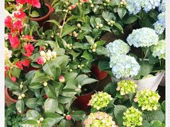 -秦美花卉(天朗·莱茵小城2期店)