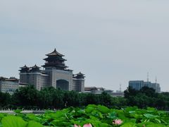 -莲花池公园