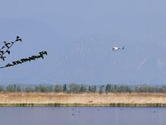 -野鸭湖国家湿地公园