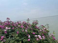 -贡湖湾湿地公园