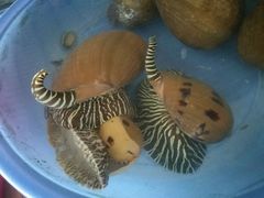 -北海金海湾红树林生态旅游区