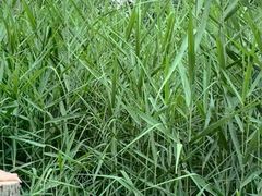 -成都市活水公园