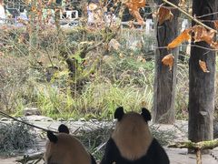 -中国大熊猫保护研究中心雅安碧峰峡基地