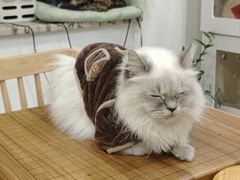 -楼上猫咖(罗湖店)