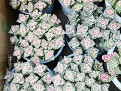 -桂林市花鸟市场