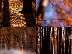 -上海共青森林公园