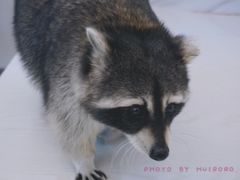 -浣熊柯尔鸭土拨鼠·电玩咖