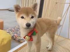 -柴迷FANS CLUB·柴犬狗咖·猫咖
