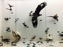 -盐城丹顶鹤湿地生态旅游区