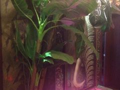 iphone_upload_pic-Siam泰餐厅(水上公园店)