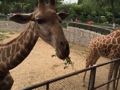 -石家庄市动物园