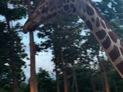 -清迈夜间动物园