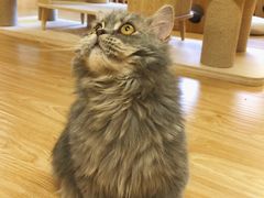 -猫和宫(六道口店)
