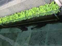 -大埔公路-马料水段香港中文大学(公交站)