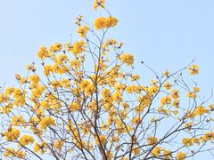 -天河公园(天园街道)