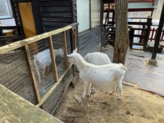 -宫城藏王狐狸村